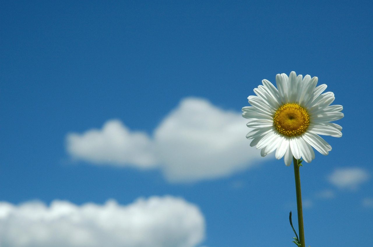 A single white daisy against a blue sky with clouds