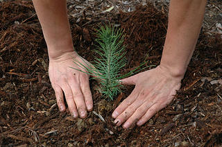 Hands gently pressing soil around a newly planted tree seedling