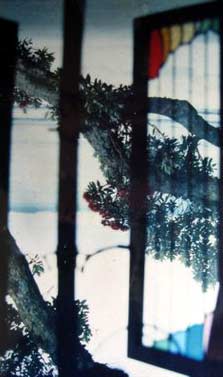 Tree branches seen through a stained glass window