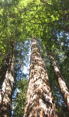 Looking up through the canopy of coast redwood trees