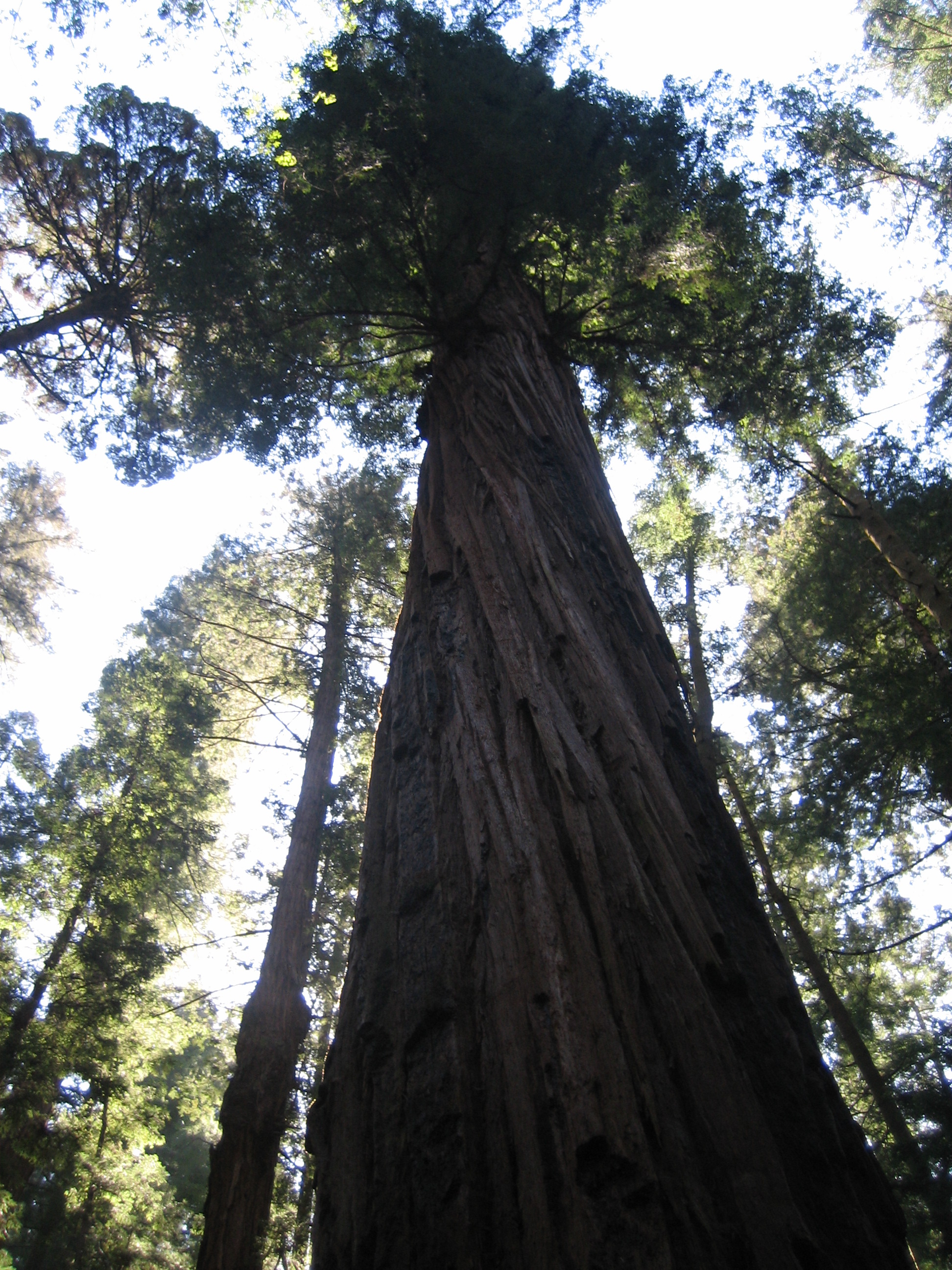 Looking up the trunk of a towering coast redwood tree in the Santa Cruz mountains